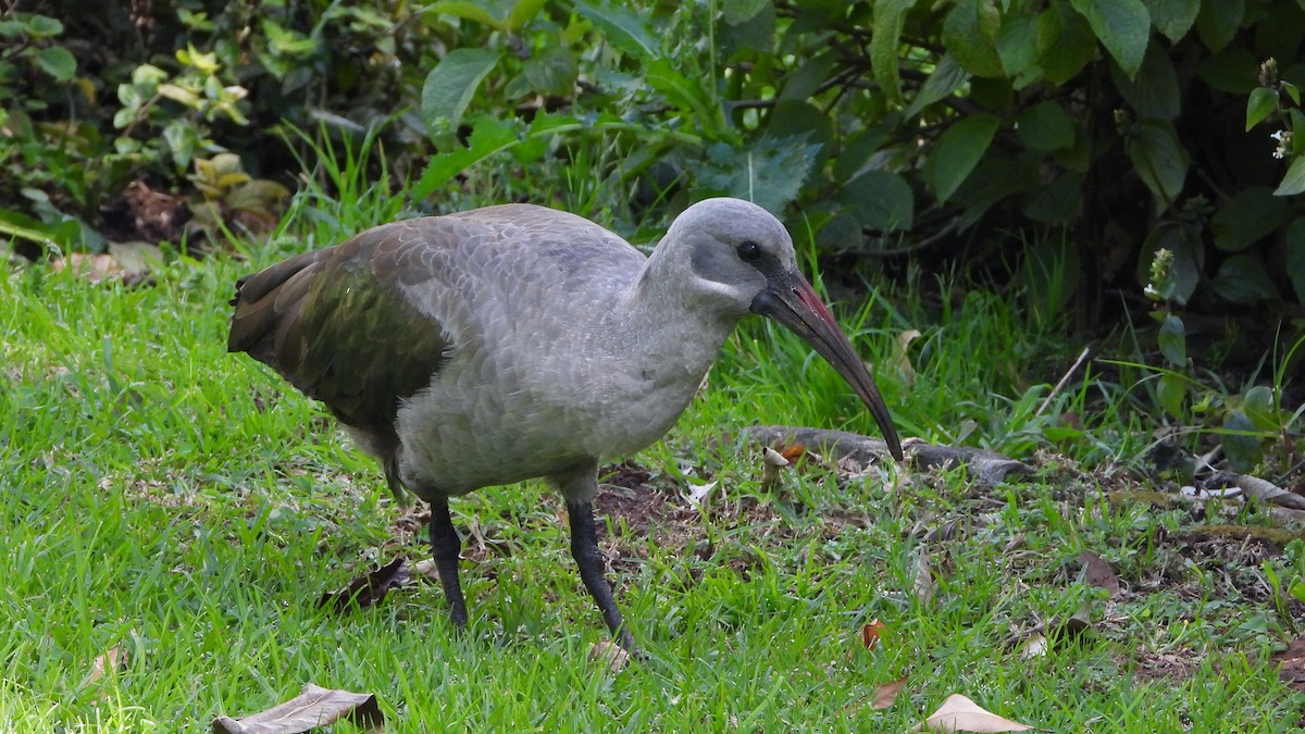 Hadada Ibis - ML644157047