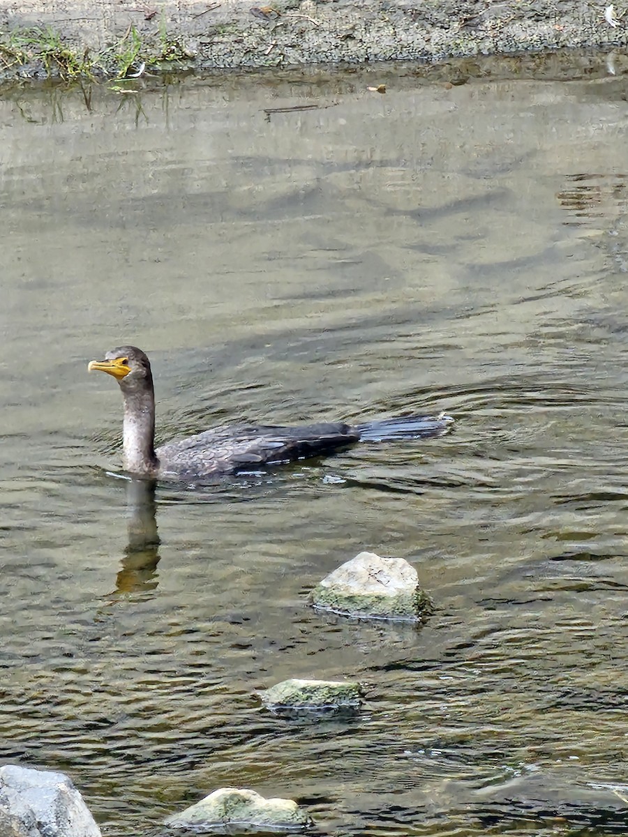 Double-crested Cormorant - ML644157050