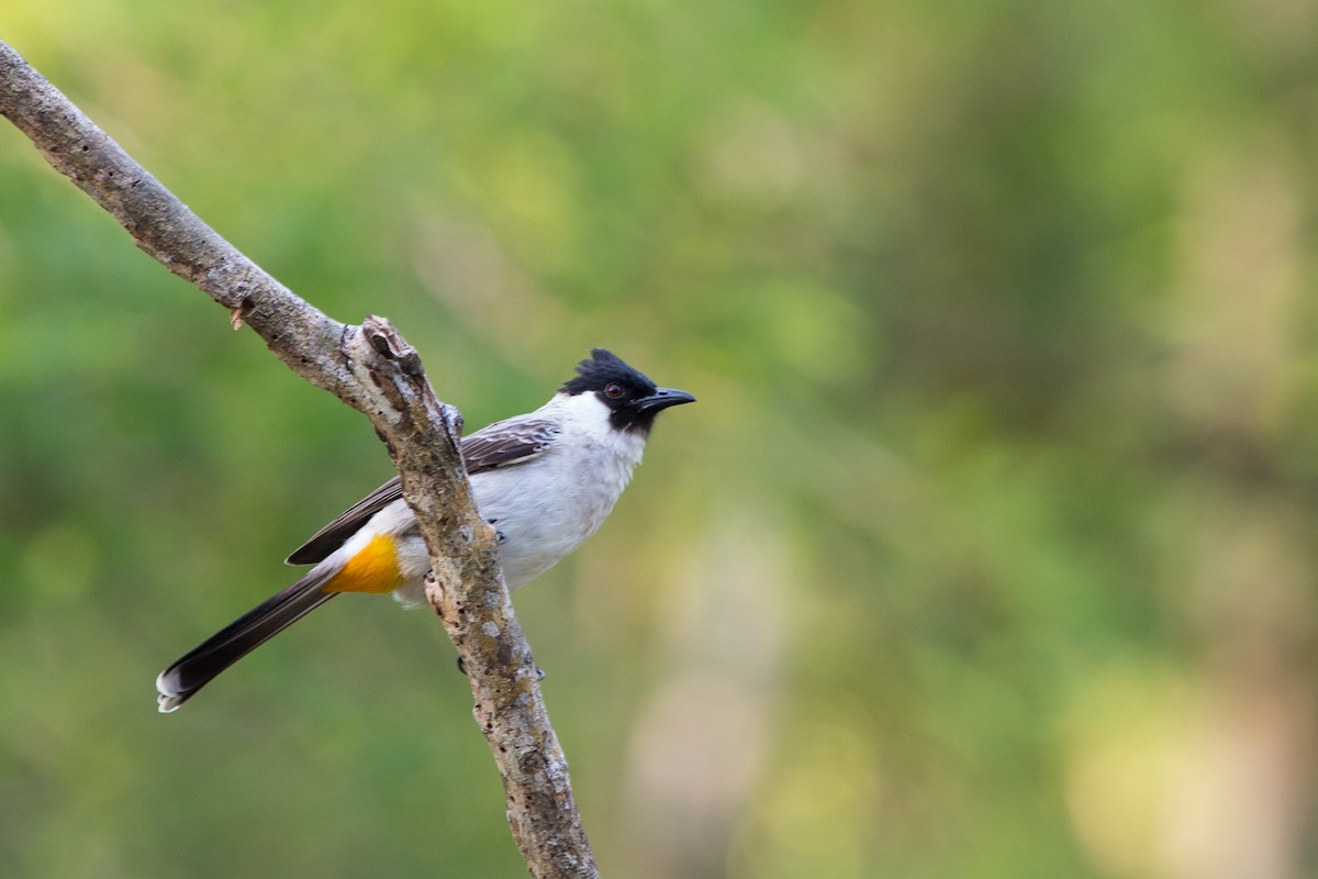 Sooty-headed Bulbul - ML644157060
