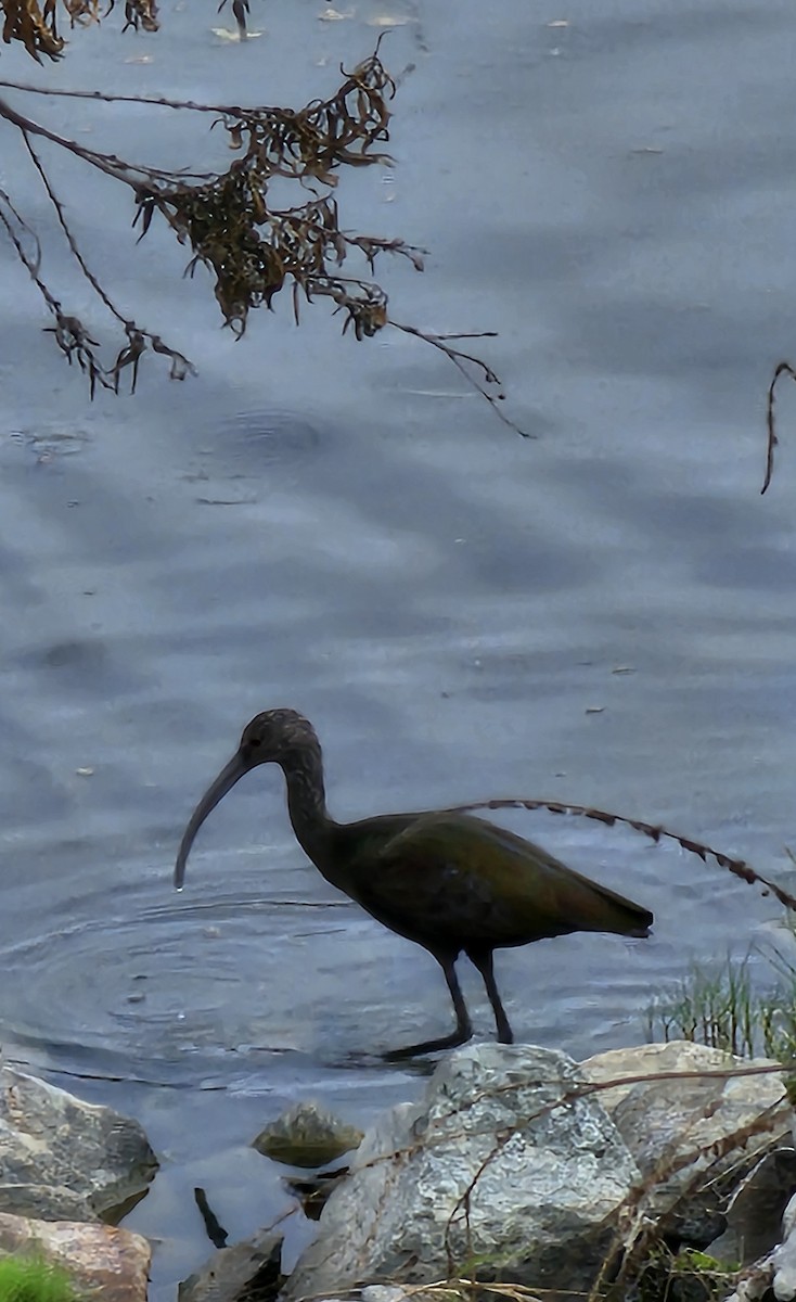 White-faced Ibis - ML644157061