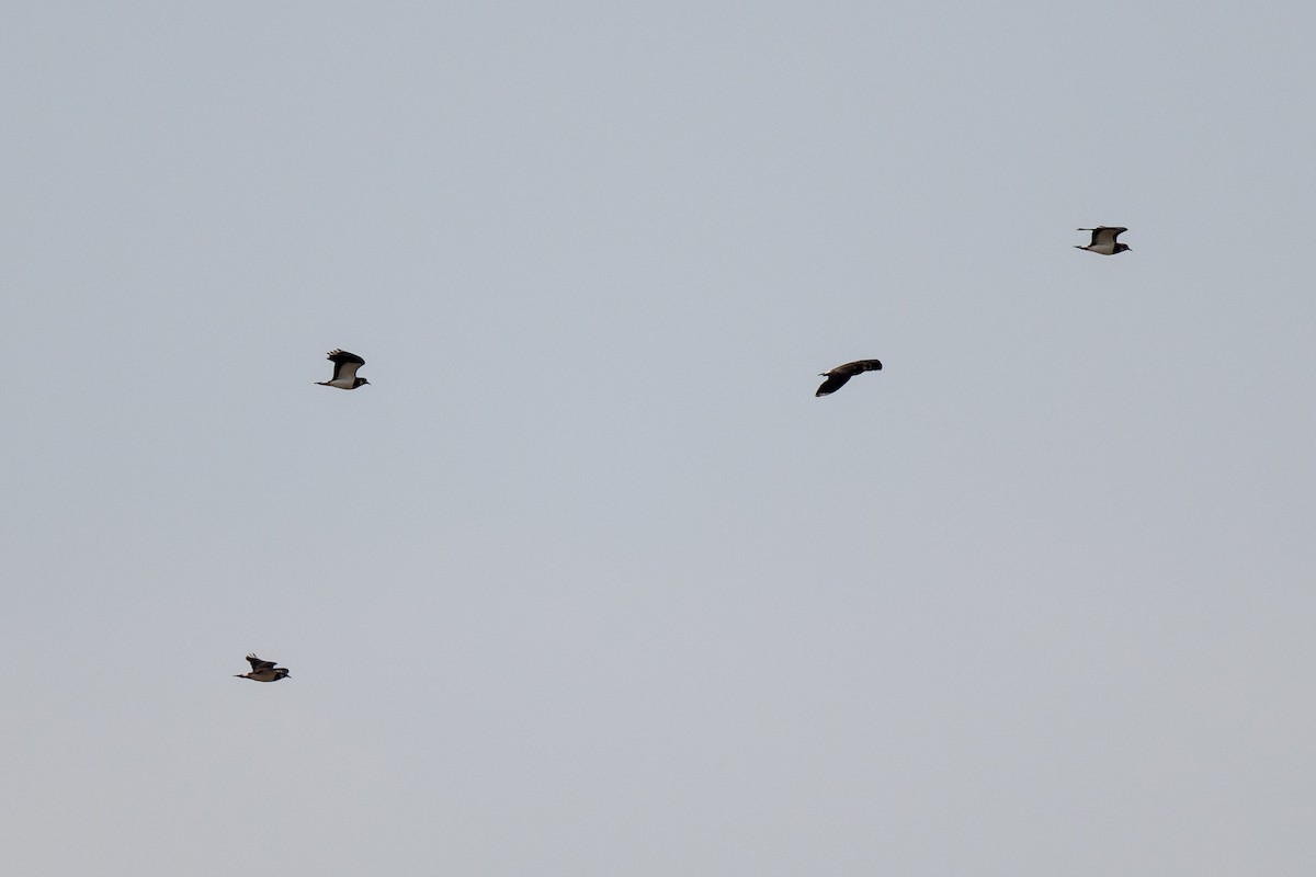 čejka chocholatá - ML644157064