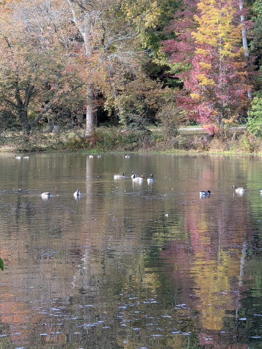 Kanadagans - ML644157080