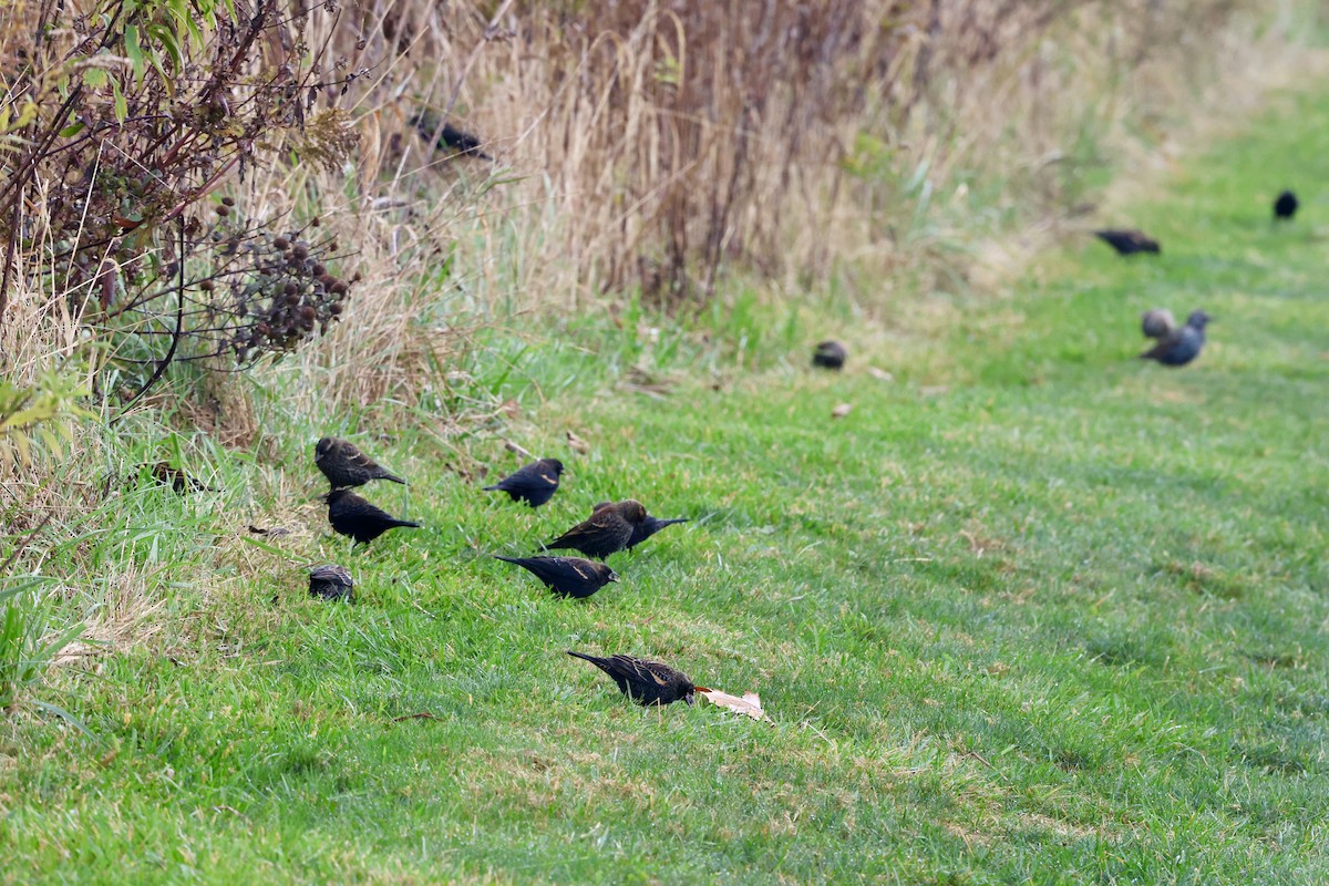 Red-winged Blackbird - ML644157085