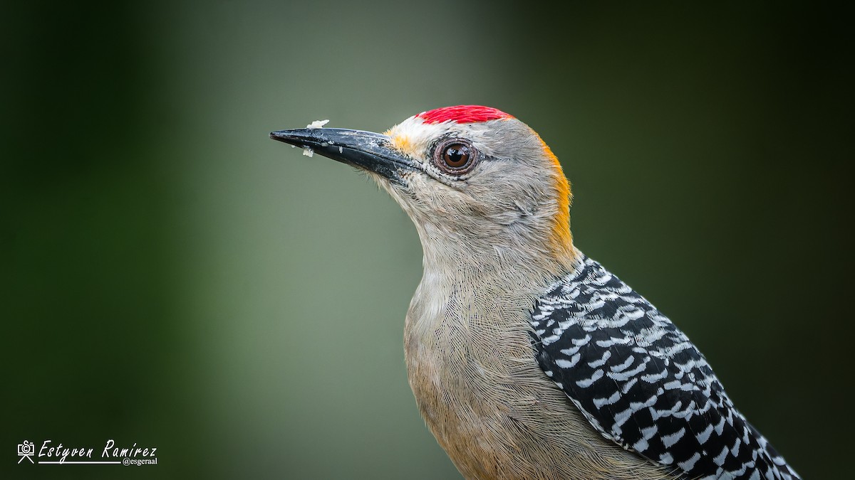 Гіла нікарагуанська - ML644157087