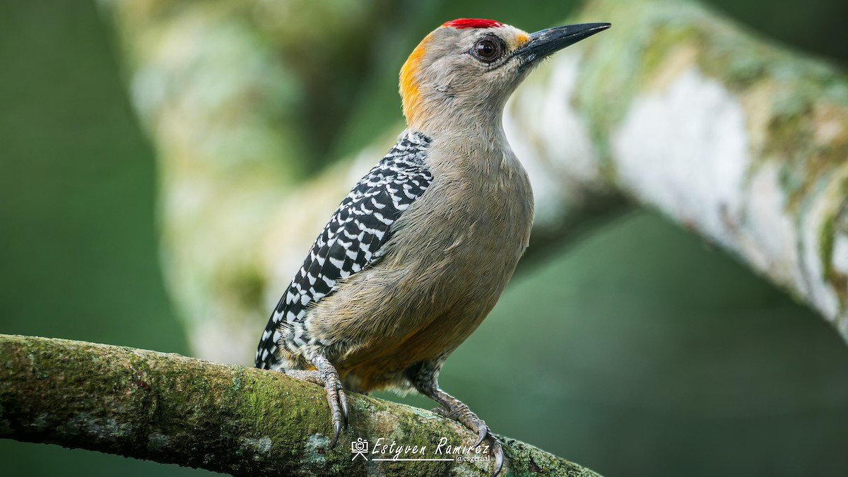 Гіла нікарагуанська - ML644157088