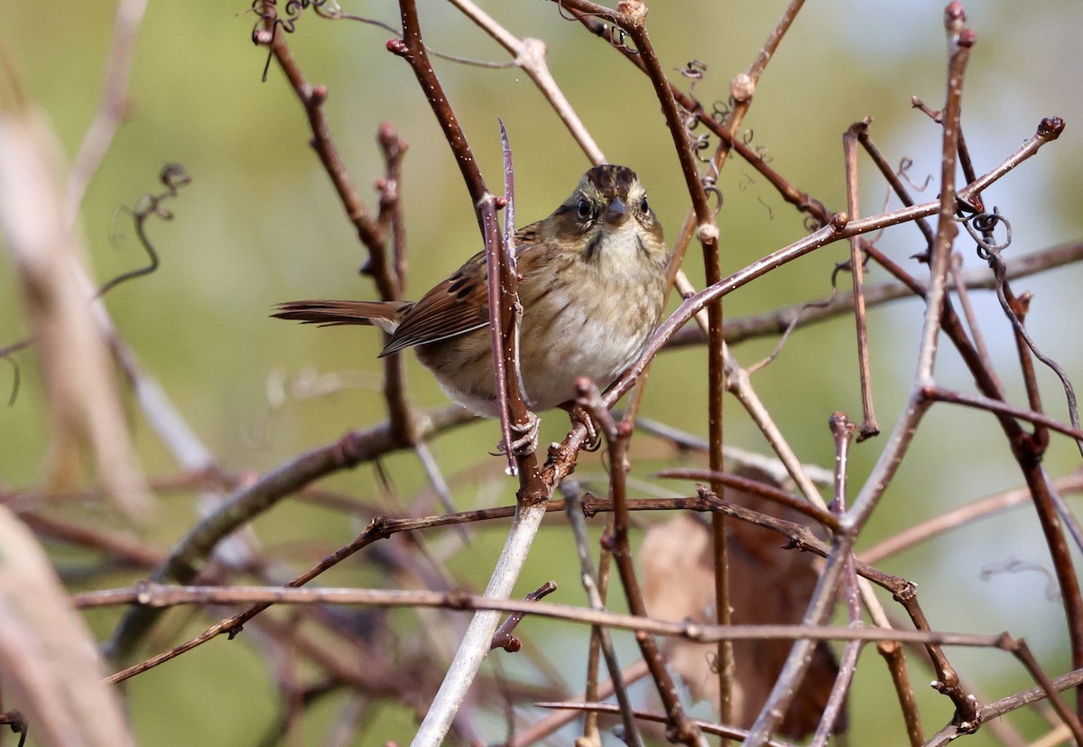 Swamp Sparrow - ML644157101