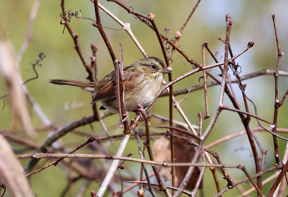 Swamp Sparrow - ML644157102