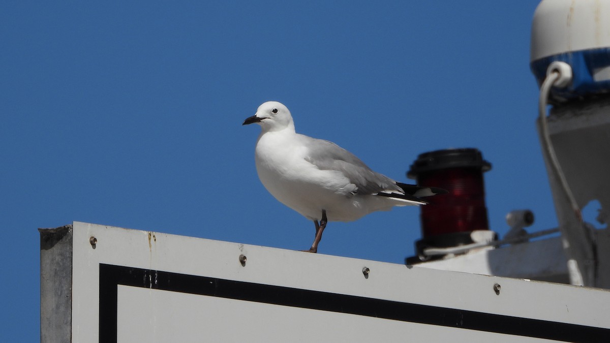 Hartlaub's Gull - ML644157108