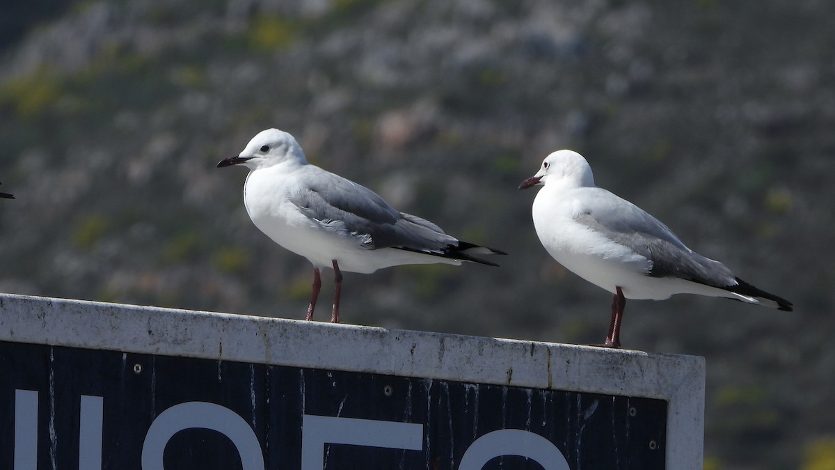 Hartlaub's Gull - ML644157109