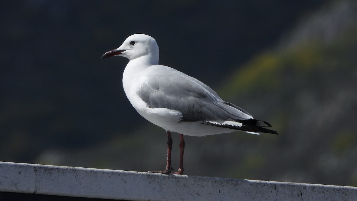 Hartlaub's Gull - ML644157110