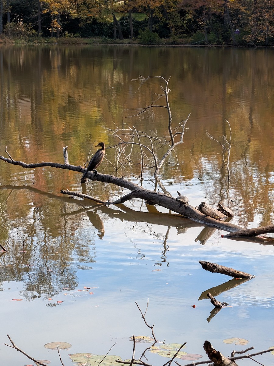 Double-crested Cormorant - ML644157111