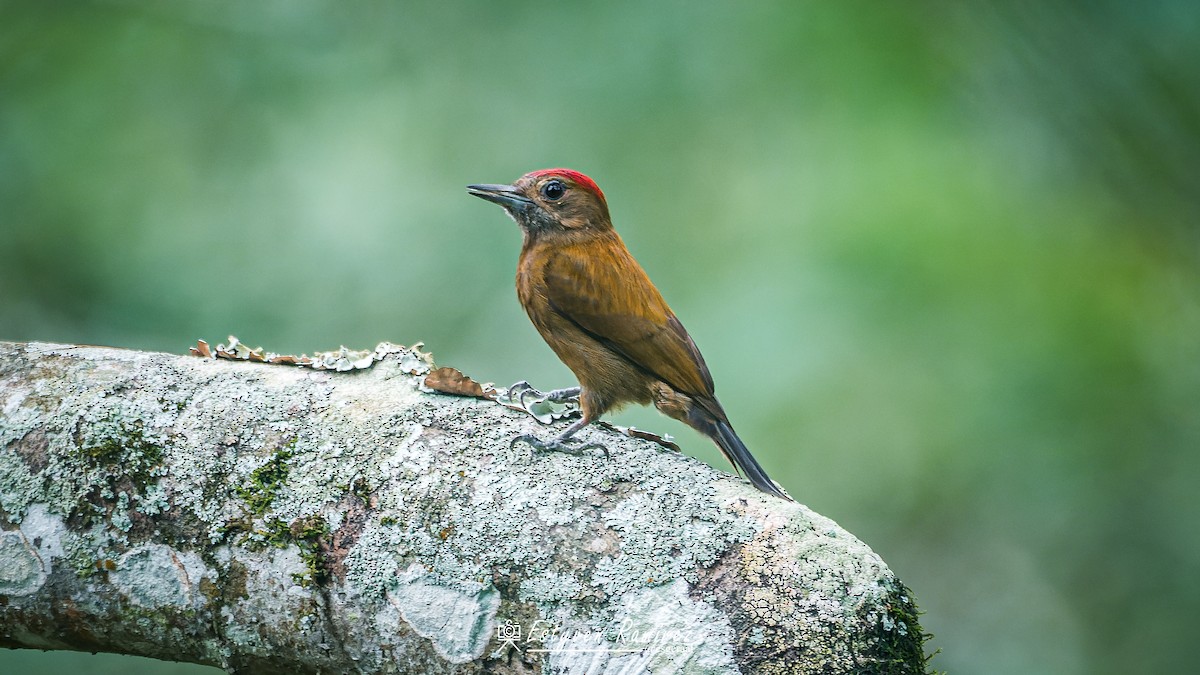 ハゲラ - ML644157115