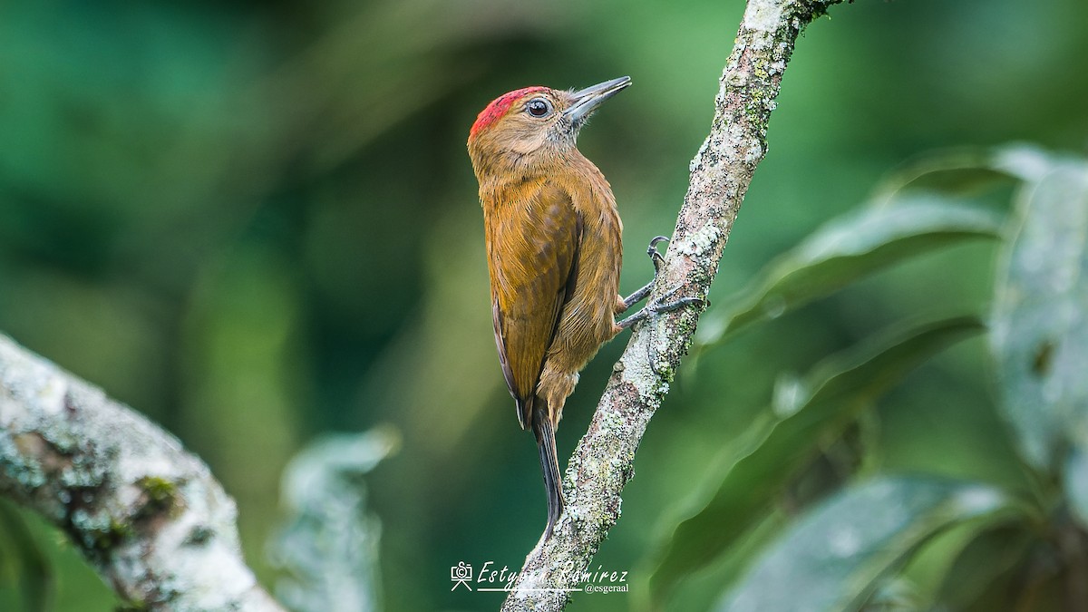 ハゲラ - ML644157116