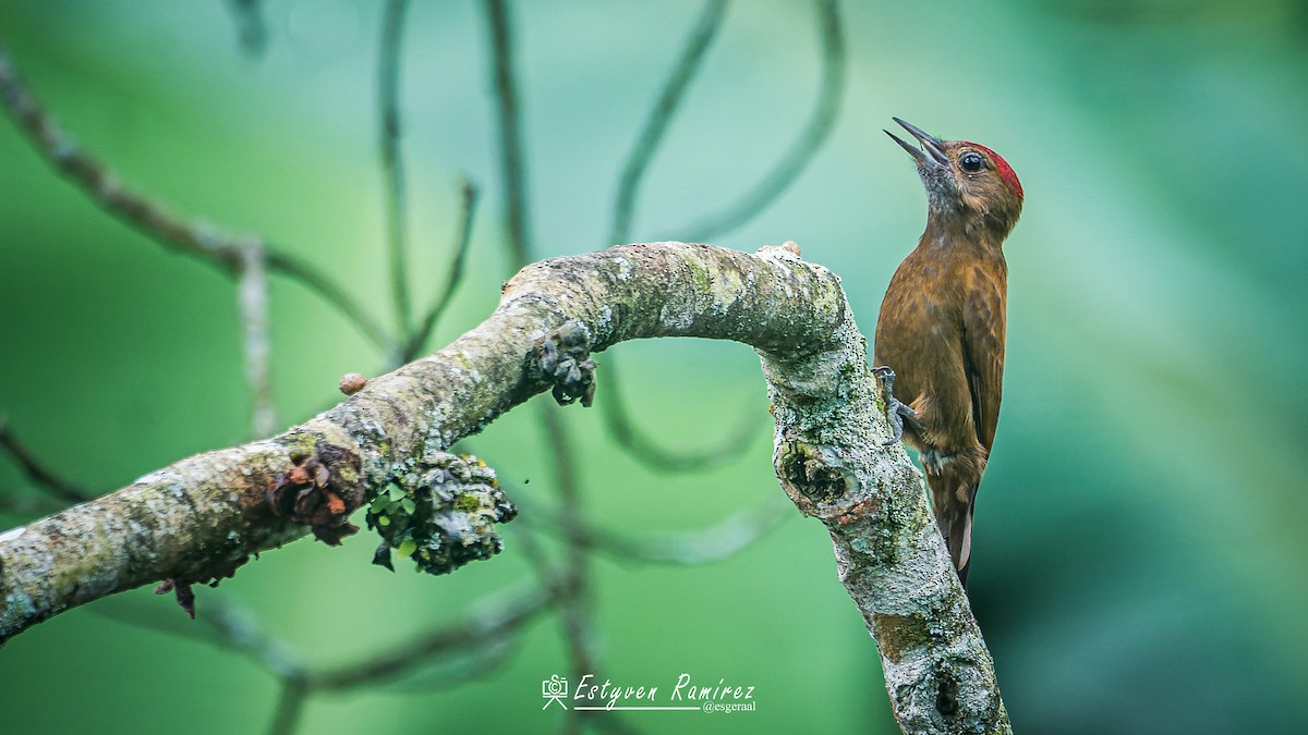 ハゲラ - ML644157117