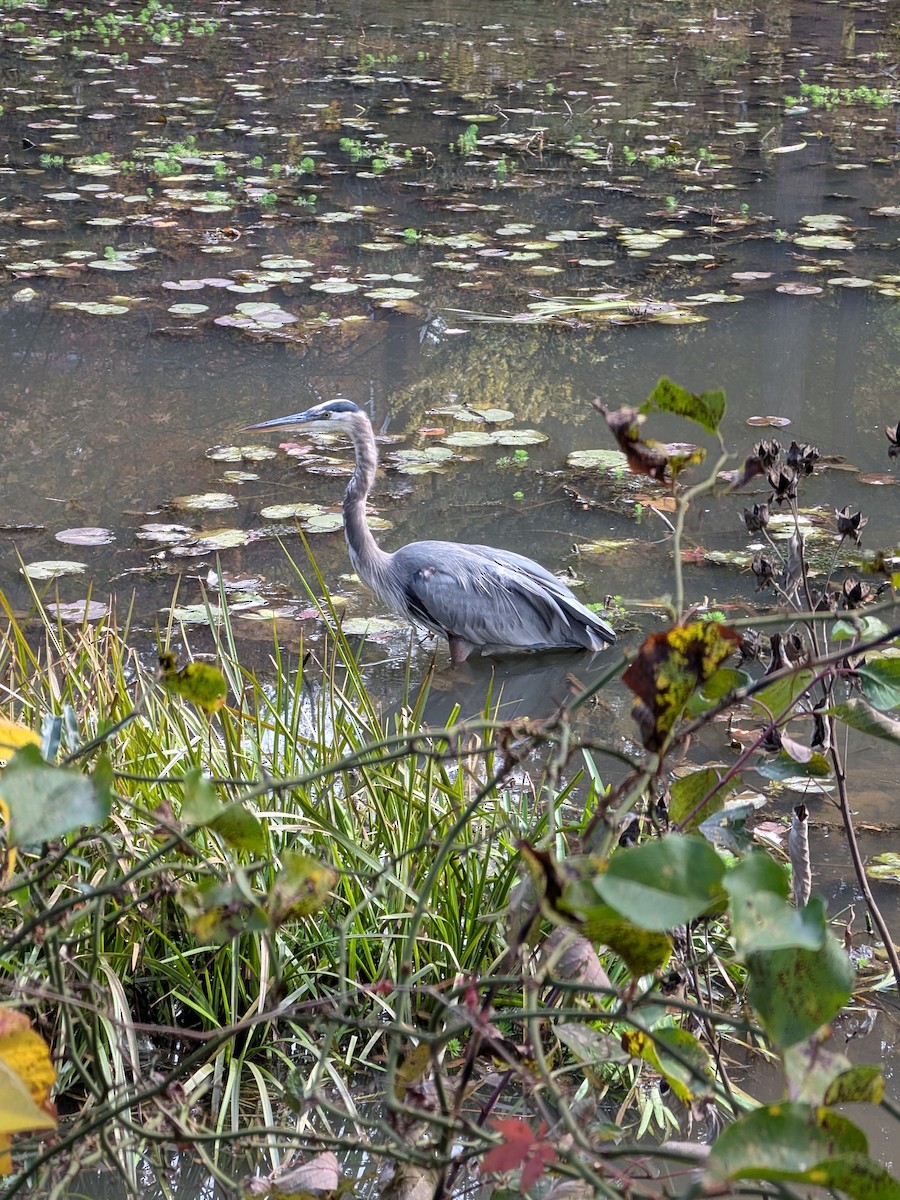 Great Blue Heron - ML644157127