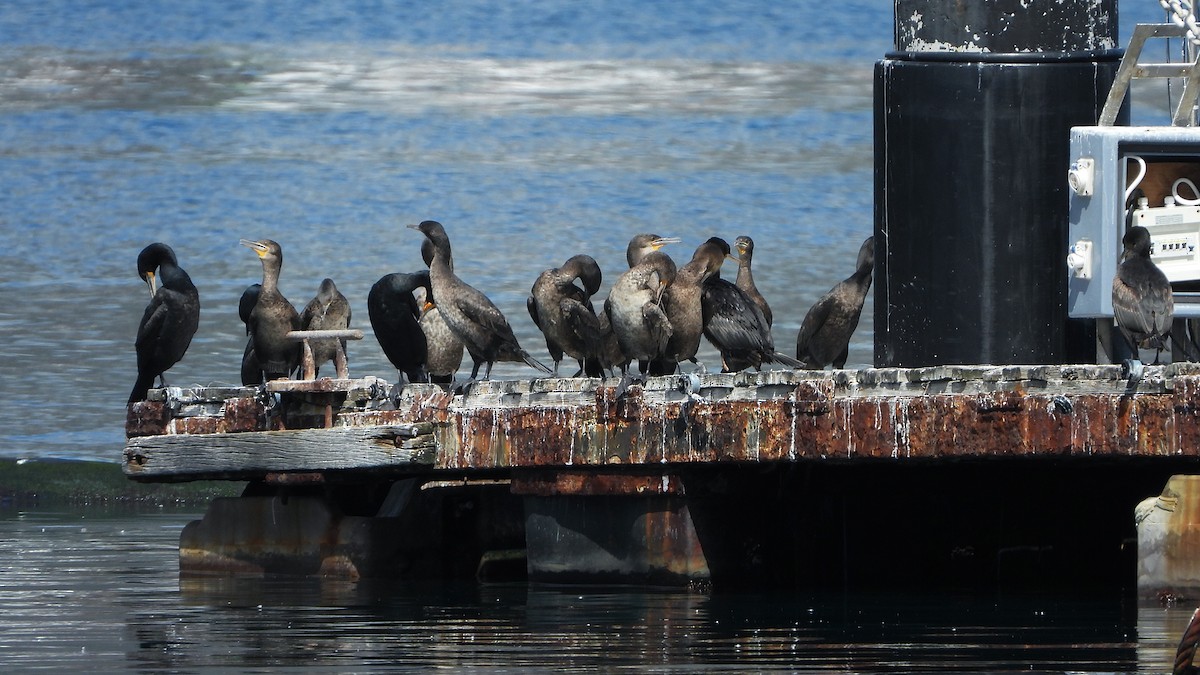 Cormoran du Cap - ML644157130