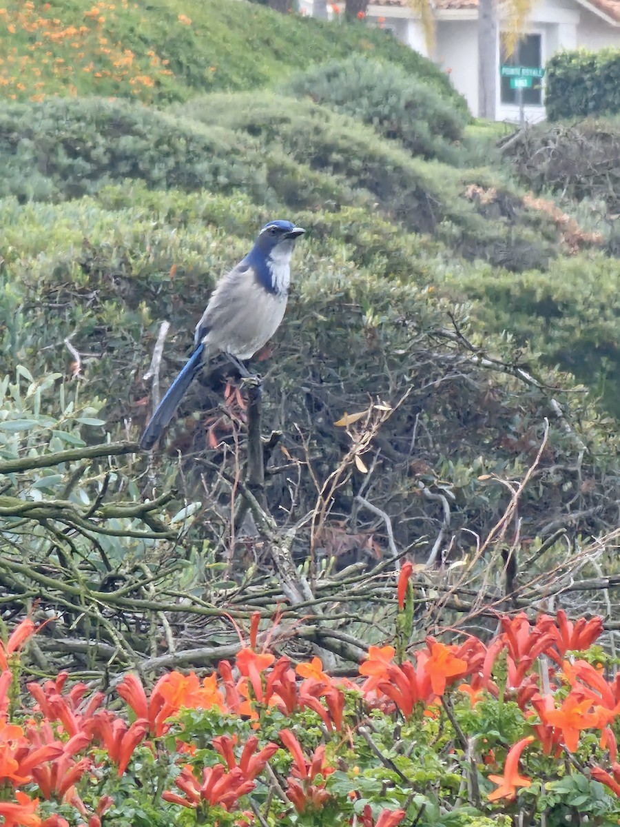 カリフォルニアカケス - ML644157156