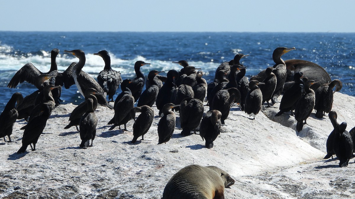 Cormoran du Cap - ML644157158