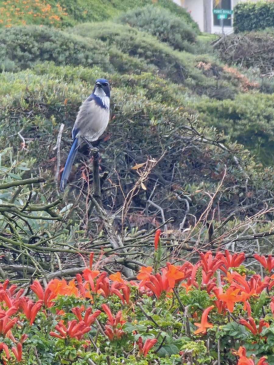 カリフォルニアカケス - ML644157159