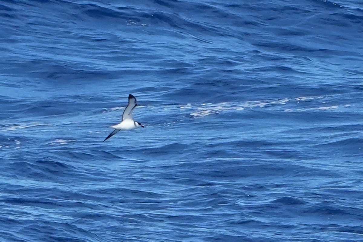 White-necked Petrel - ML644157160