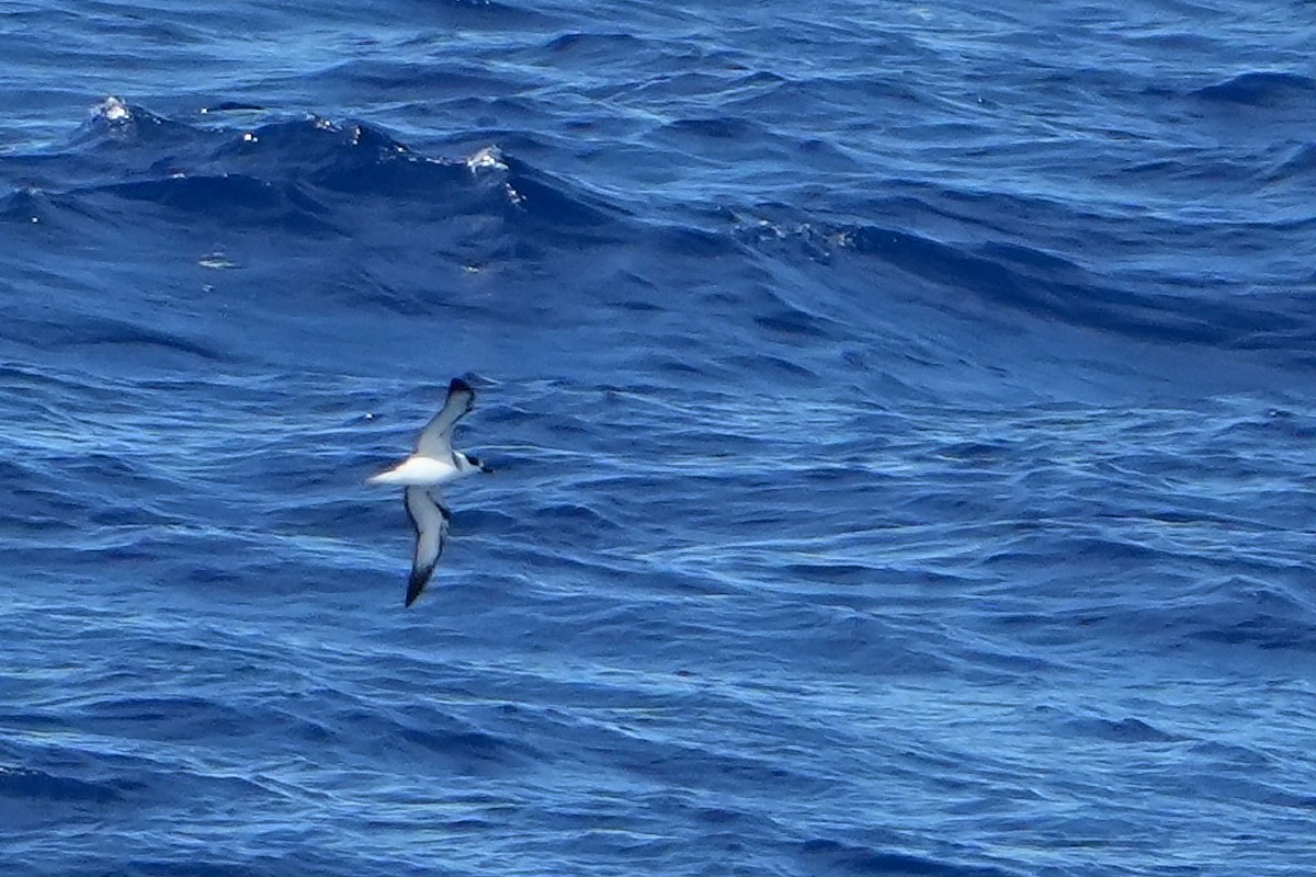 White-necked Petrel - ML644157161