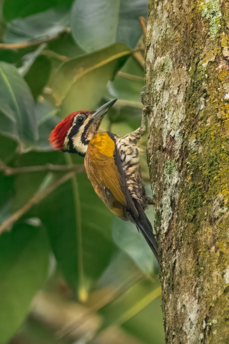 Common Flameback - ML644157162