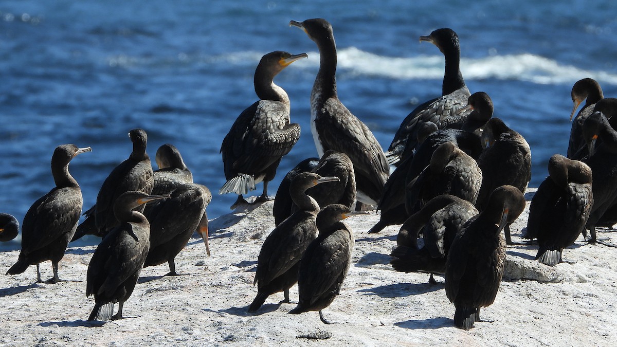 Cormoran du Cap - ML644157170