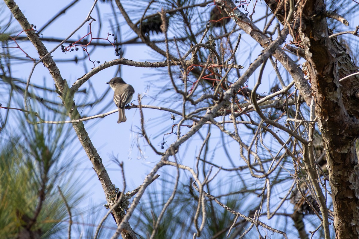 Eastern Phoebe - ML644157171