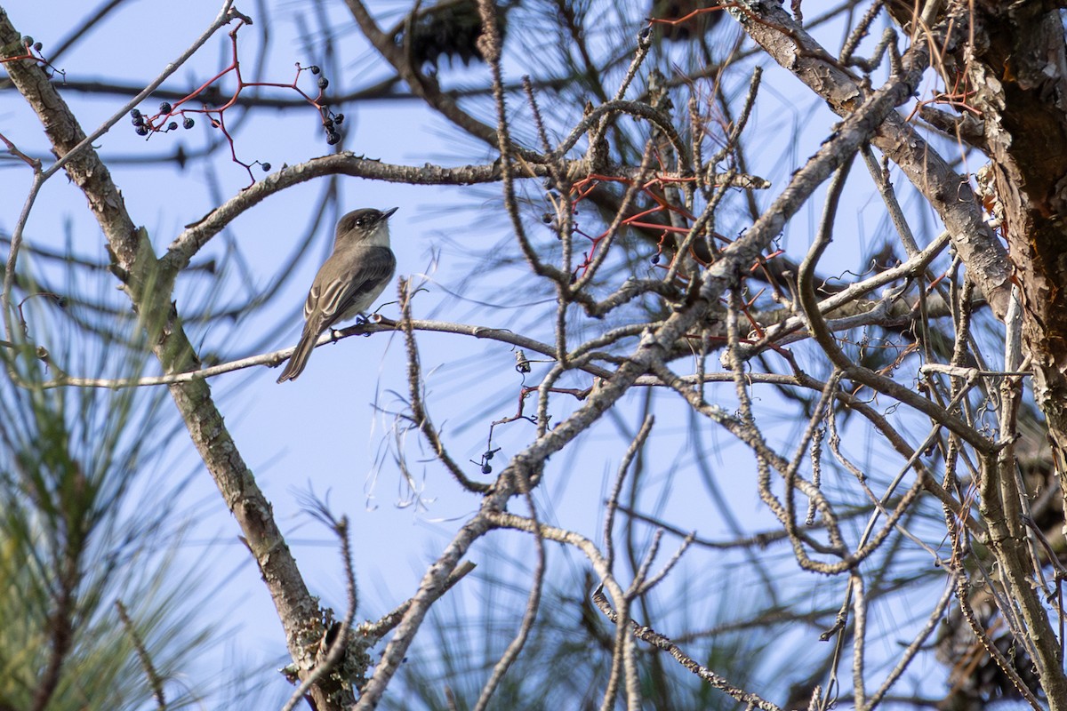 Eastern Phoebe - ML644157172
