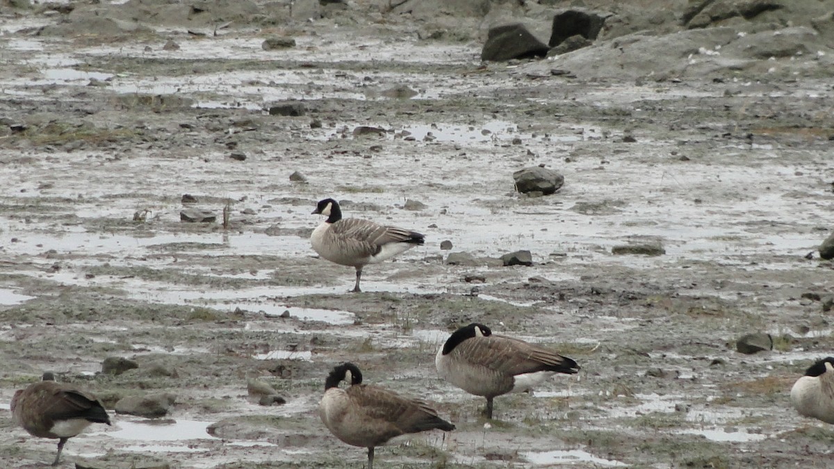 Cackling Goose - ML644157178