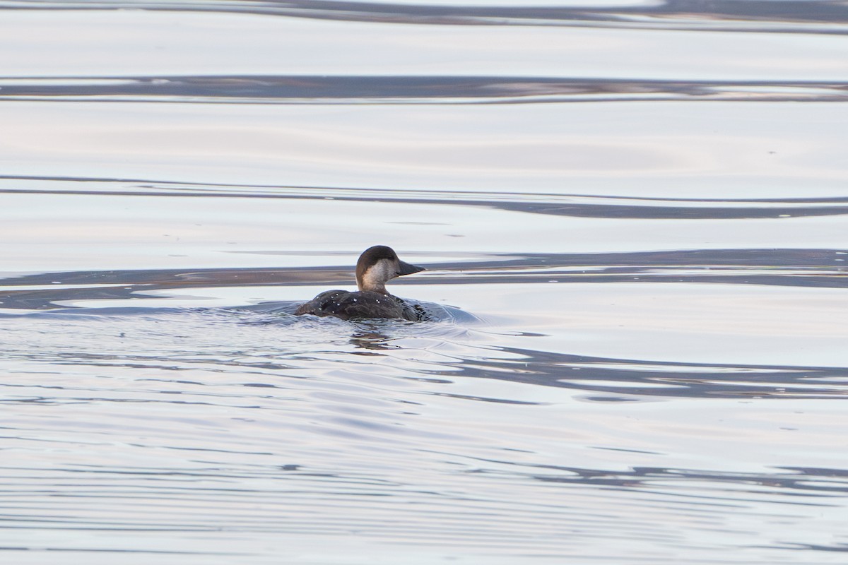 ヨーロッパクロガモ - ML644157179