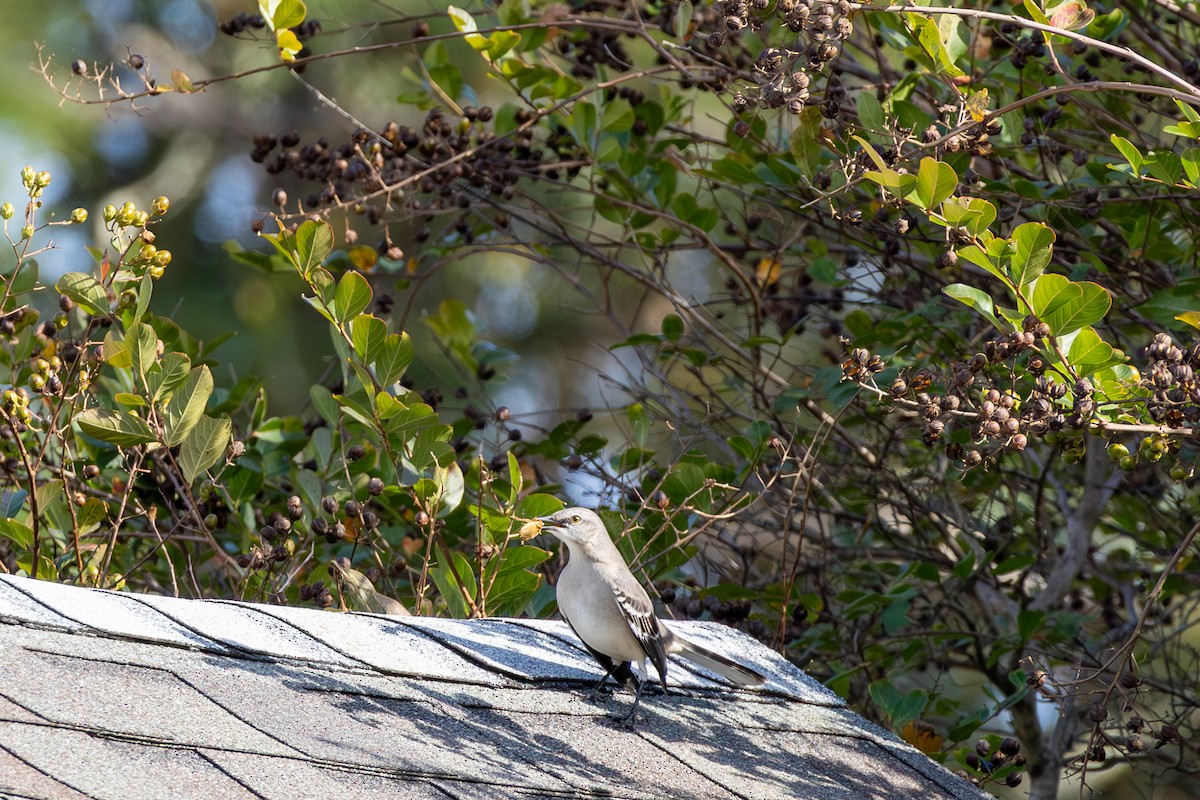 Northern Mockingbird - ML644157195