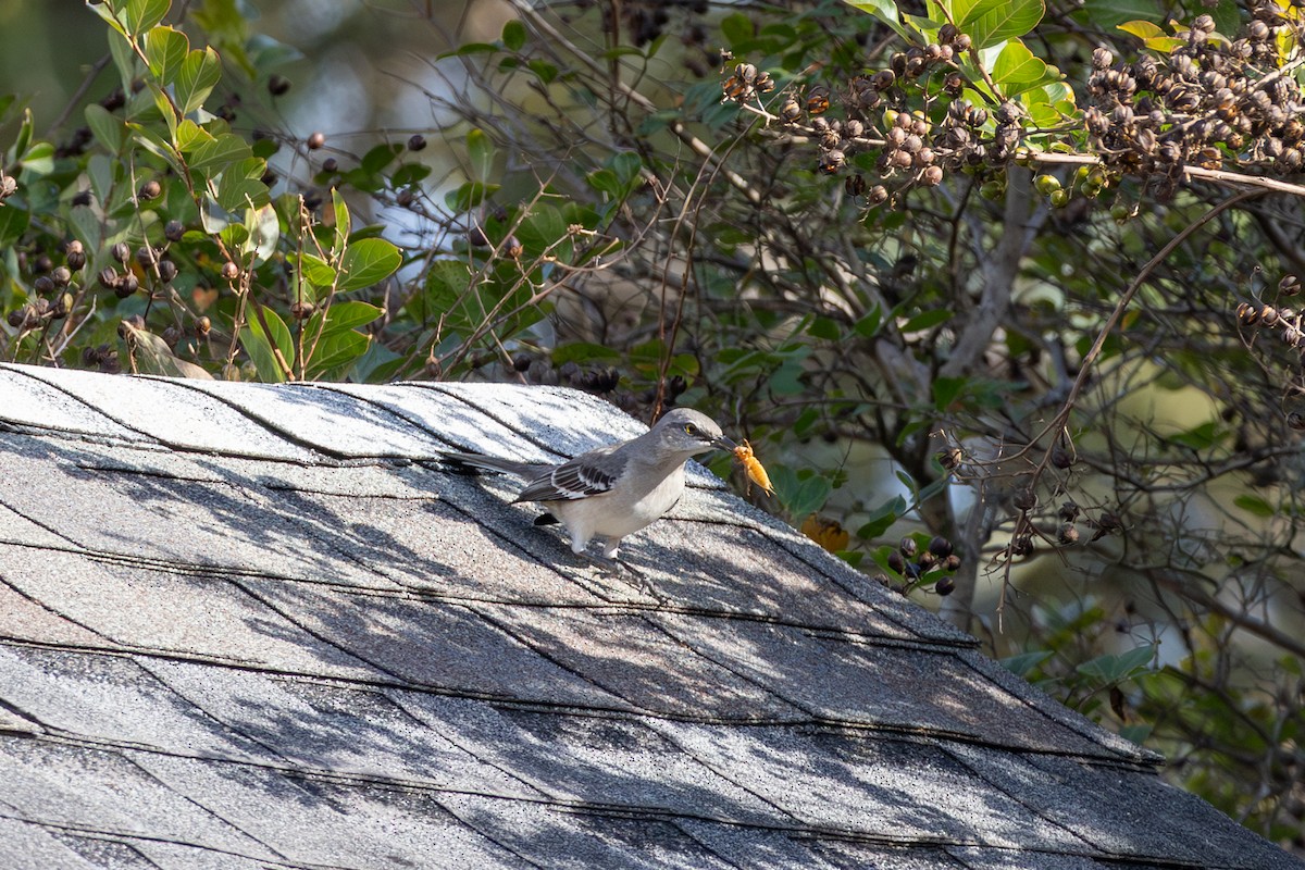 Northern Mockingbird - ML644157196