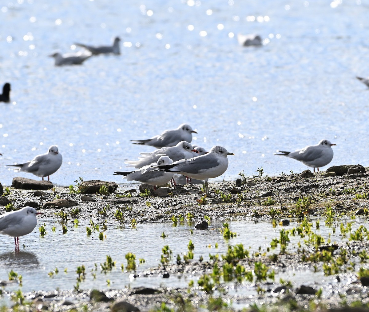 ニシズグロカモメ - ML644157205