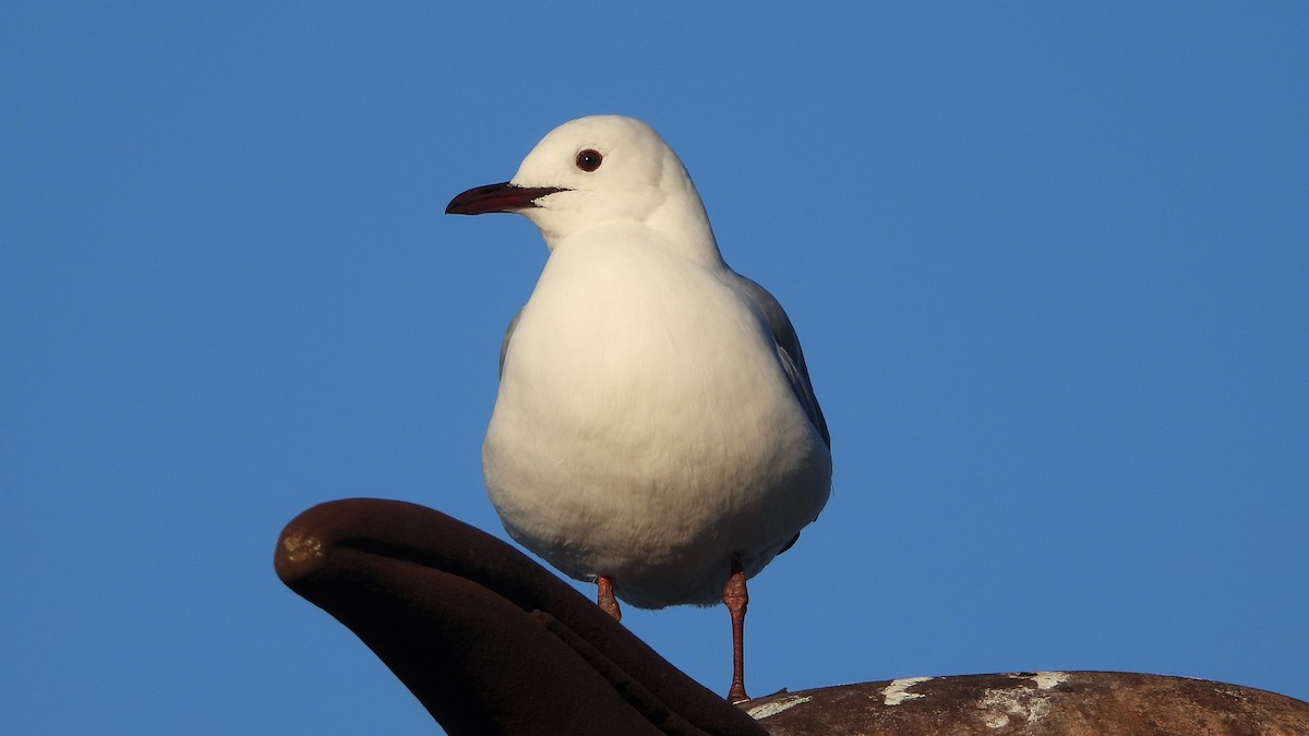 Hartlaub's Gull - ML644157261