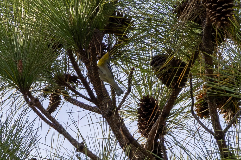 Northern Parula - ML644157270