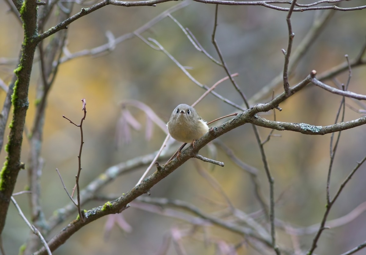 Ruby-crowned Kinglet - ML644157274