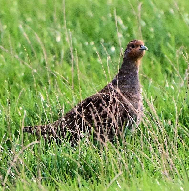 rapphøne - ML644157284