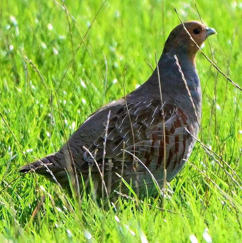 rapphøne - ML644157285