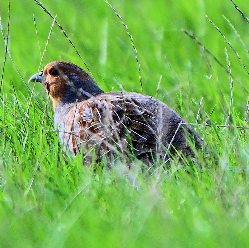 rapphøne - ML644157286