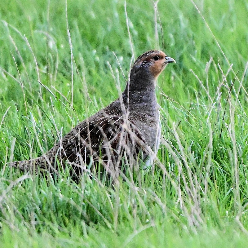 rapphøne - ML644157287