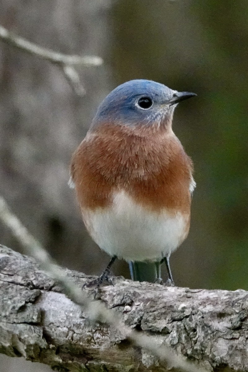 Eastern Bluebird - ML644157296