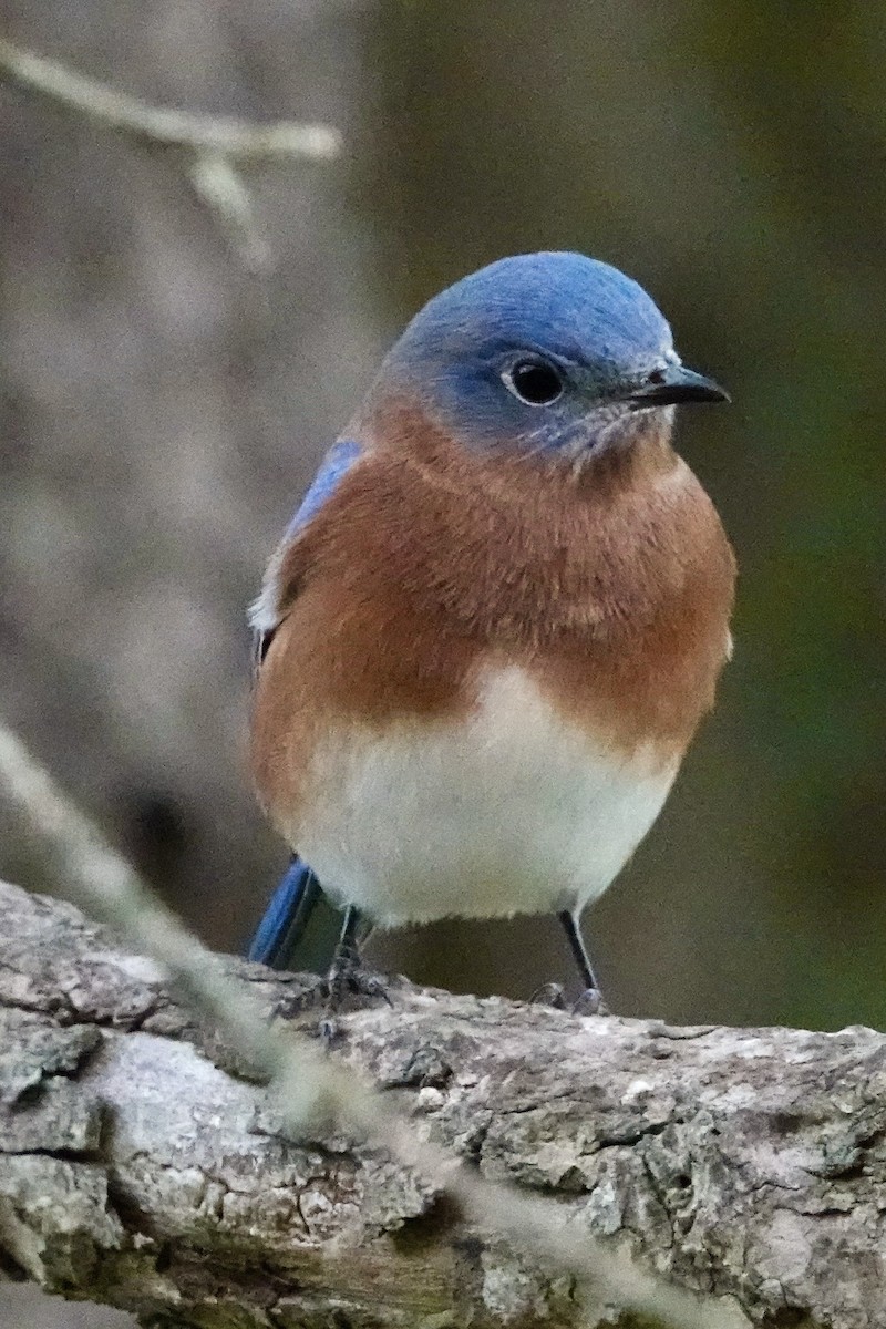Eastern Bluebird - ML644157298