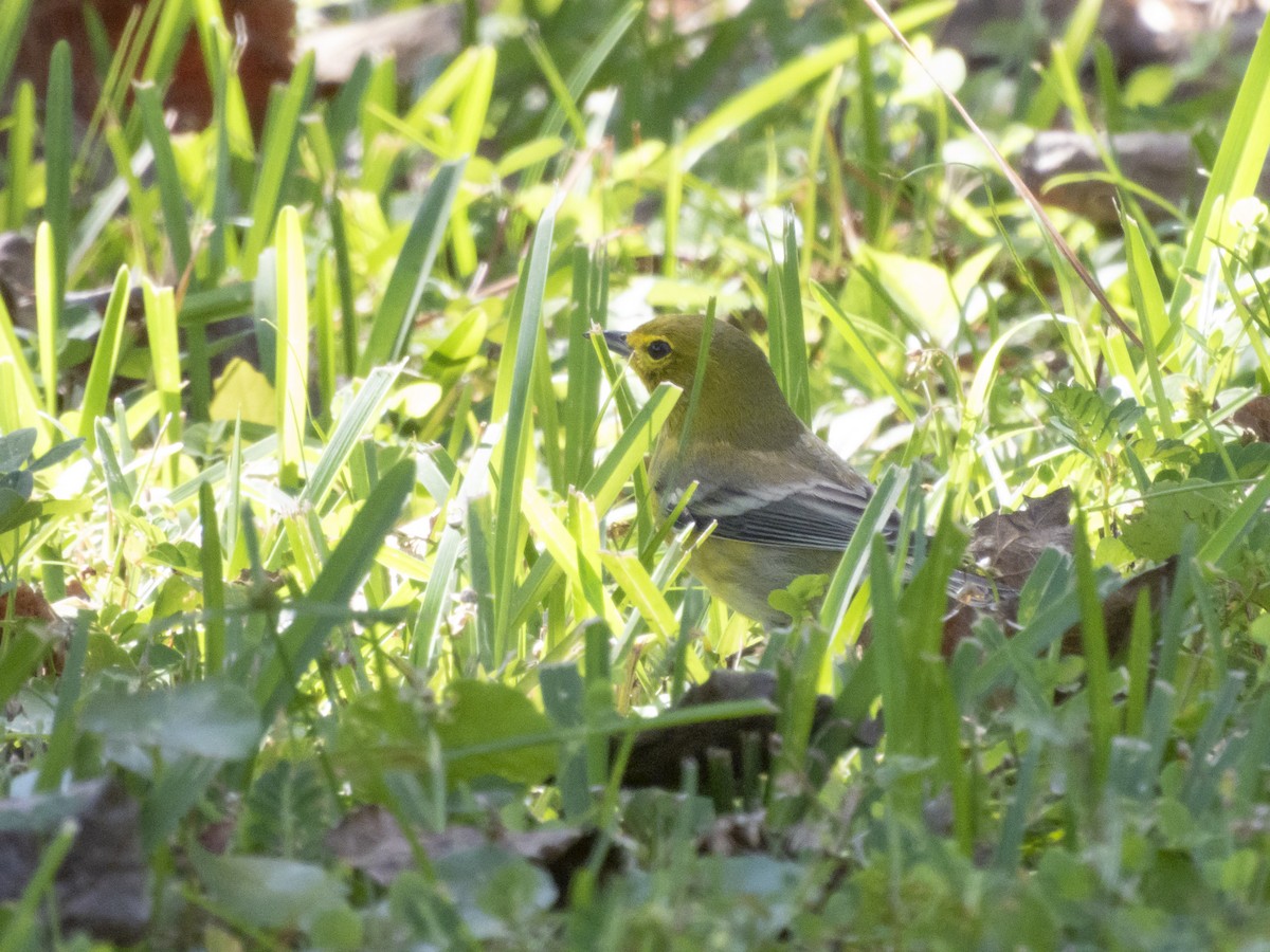 Pine Warbler - ML644157313