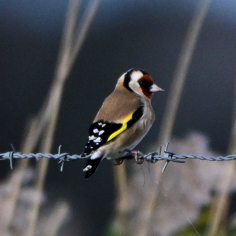 European Goldfinch - ML644157315