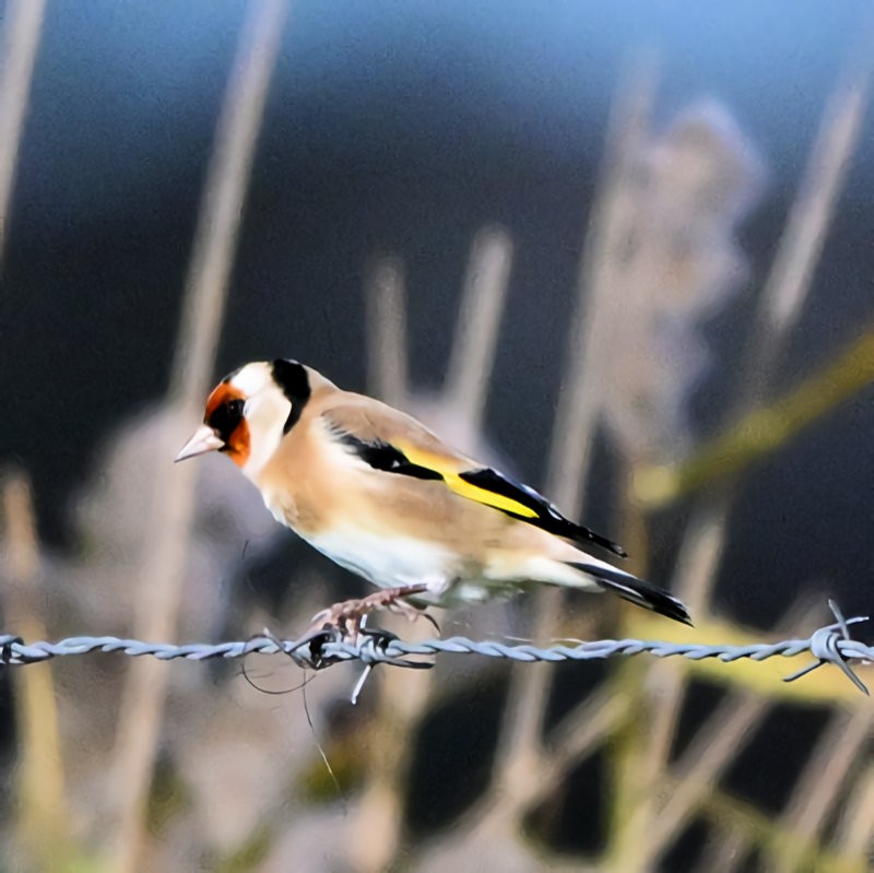 European Goldfinch - ML644157316