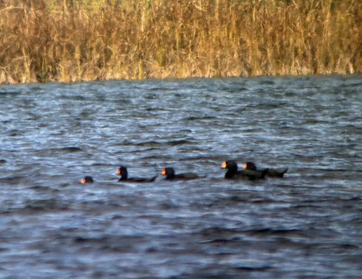 Black Scoter - ML644157330