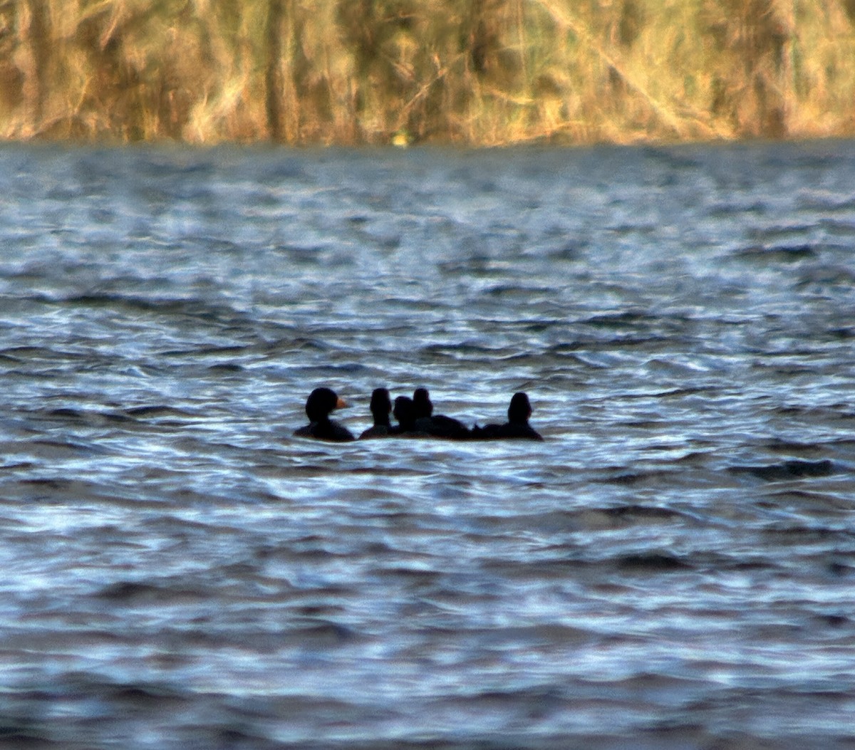 Black Scoter - ML644157331