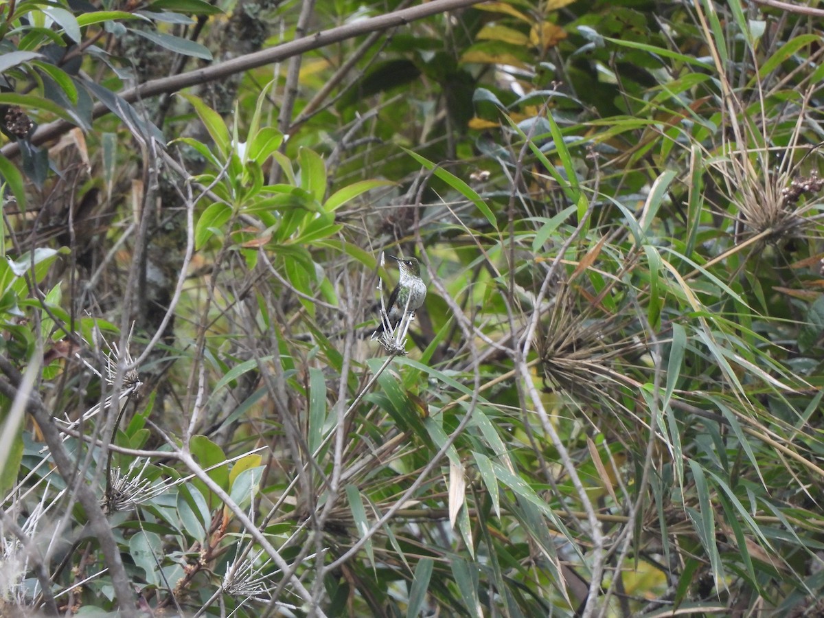 trnozobčík drobný - ML644157333