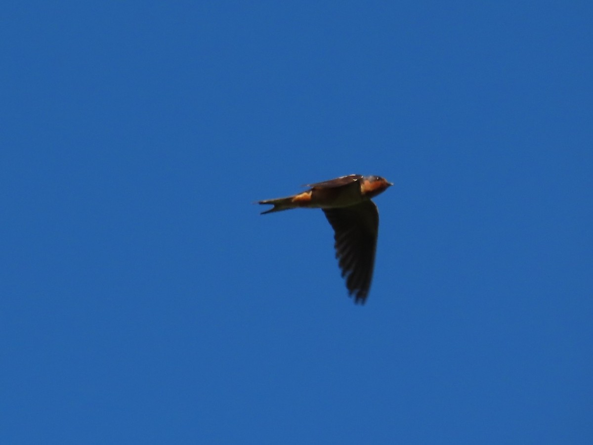 Barn Swallow - ML644157335